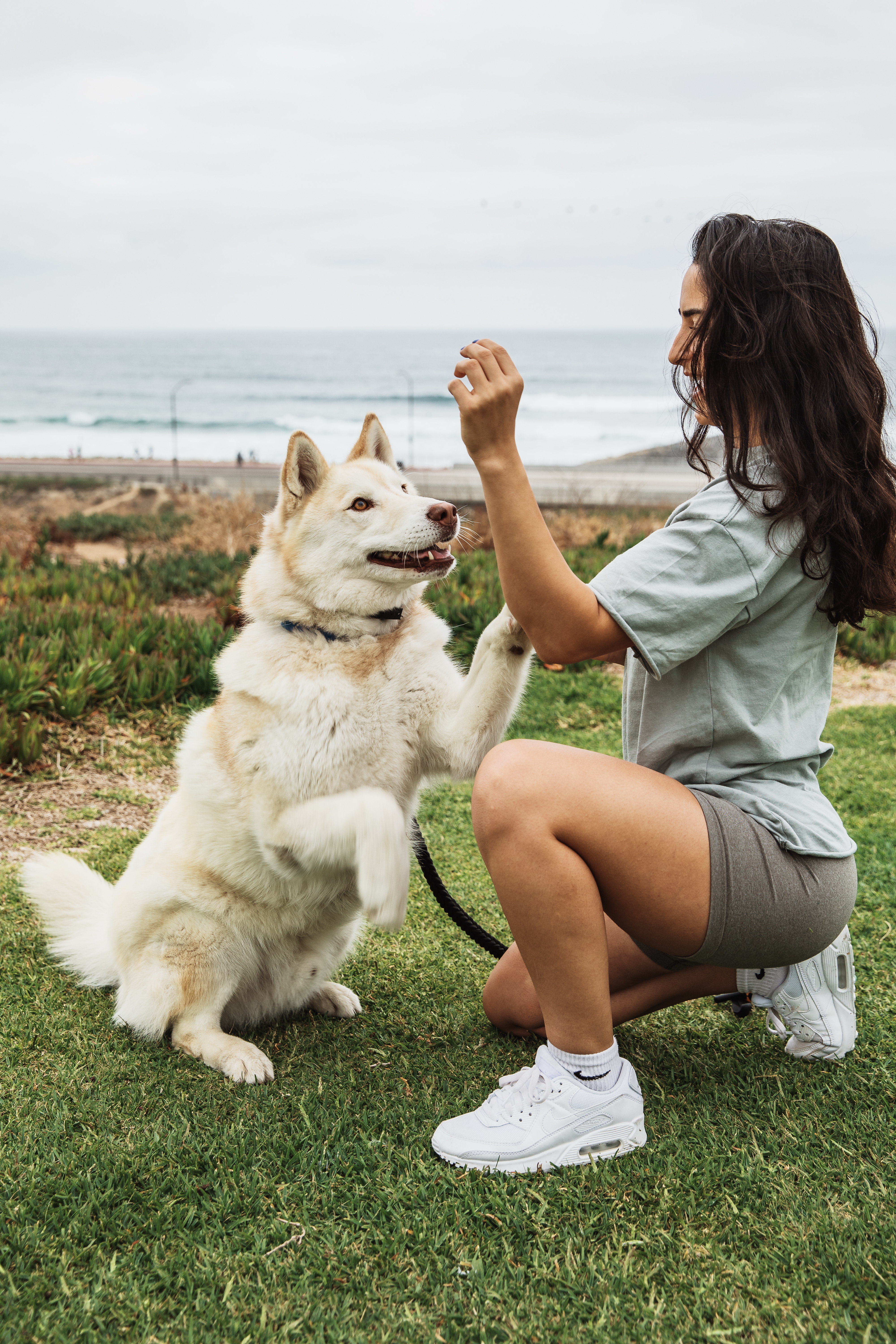 Ziggy the husky